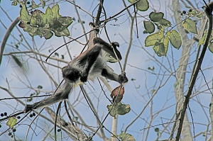Spider monkey Punta Laguna